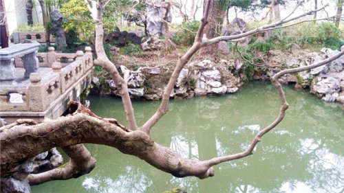 蘇州園林記之環秀山莊——怡園
