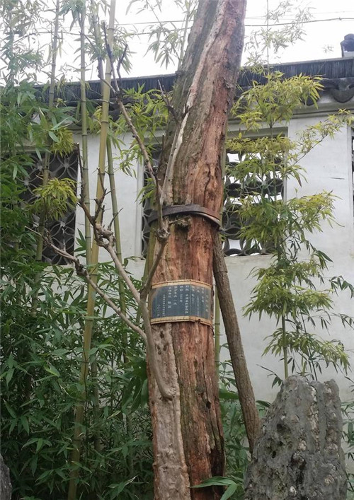 蘇州園林記之環秀山莊——怡園