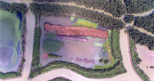 航拍廣州最大的濕地公園——南沙濕地公園