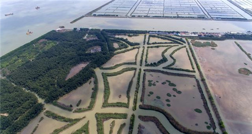 航拍廣州最大的濕地公園——南沙濕地公園