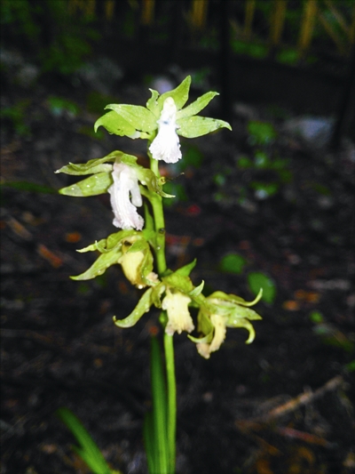 陜西太白山發(fā)現(xiàn)蘭科新物種
