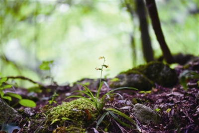 陜西太白山發(fā)現(xiàn)蘭科新物種