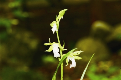 陜西太白山發(fā)現(xiàn)蘭科新物種