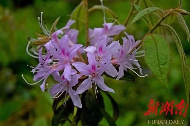 杜鵑工程技術(shù)研究中心落戶省森林植物園