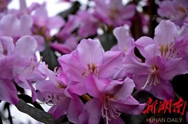 杜鵑工程技術(shù)研究中心落戶省森林植物園