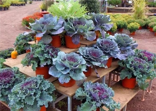 10種特別耐寒的盆栽花卉,北方冬天也凍不死