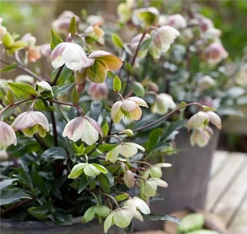 10種特別耐寒的盆栽花卉,北方冬天也凍不死