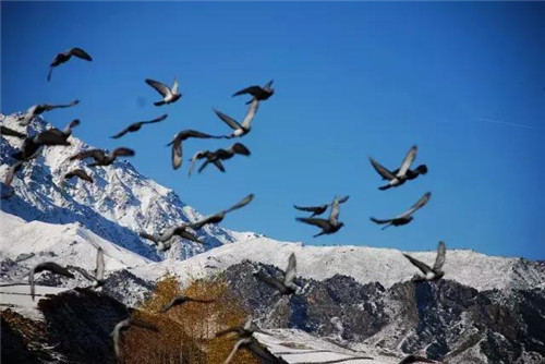 苗木產業下一個熱點之生態苗木