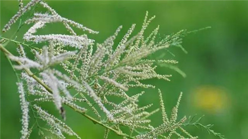 苗木產業下一個熱點之生態苗木