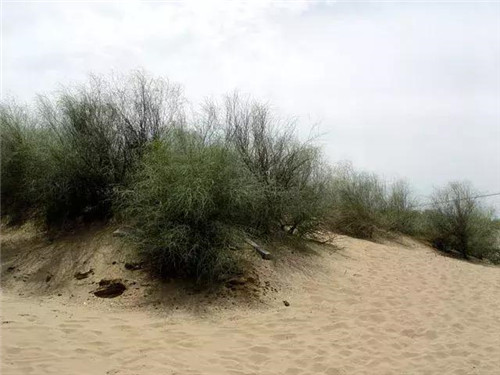 苗木產業下一個熱點之生態苗木