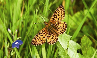 英國已喪失半數野生生物