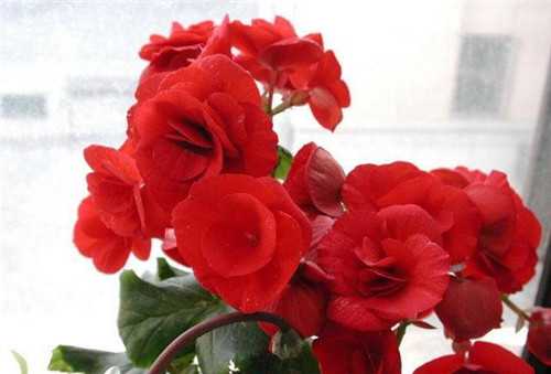 花期最長的花卉之一,四季開花好盆栽