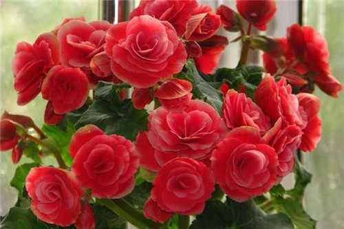 花期最長的花卉之一,四季開花好盆栽