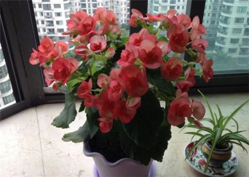 花期最長的花卉之一,四季開花好盆栽