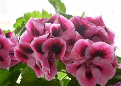 花期最長的花卉之一,四季開花好盆栽