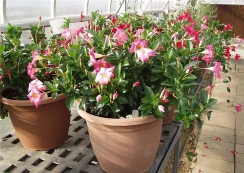 特別適合養成盆栽爬藤花卉的紅蟬花