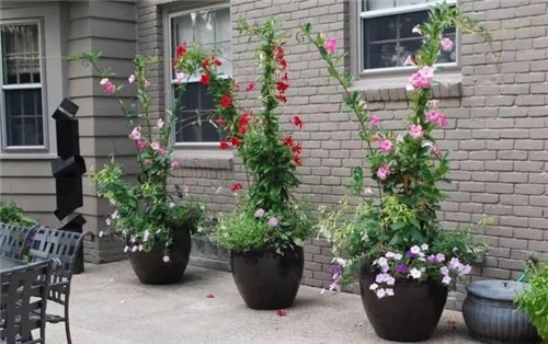 特別適合養成盆栽爬藤花卉的紅蟬花