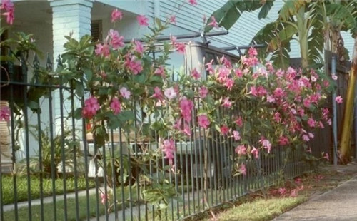 特別適合養成盆栽爬藤花卉的紅蟬花