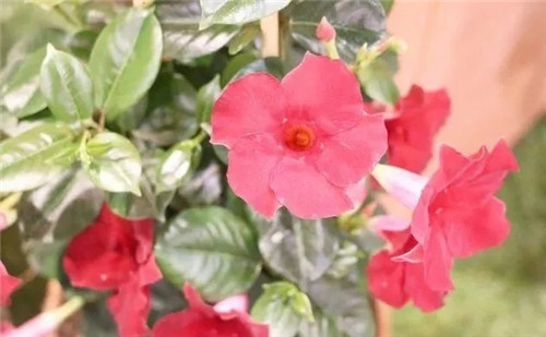 特別適合養成盆栽爬藤花卉的紅蟬花