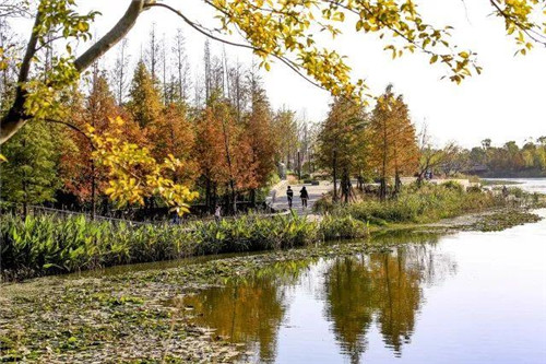 南通生態通廊：城市與自然交融的景觀飄帶