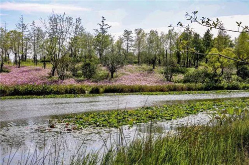 南通生態通廊：城市與自然交融的景觀飄帶