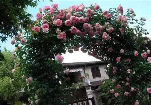 爬藤花卉種起來(lái),夏天花開(kāi)滿(mǎn)墻!