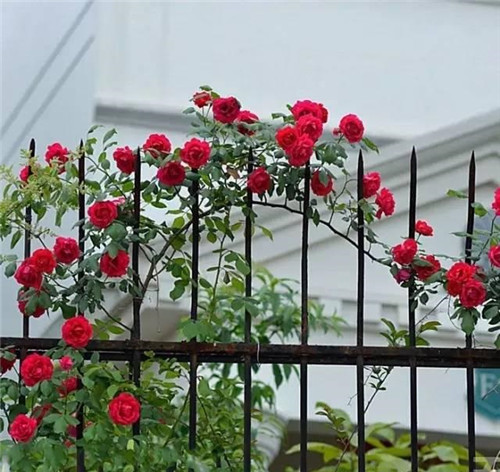 爬藤花卉種起來(lái),夏天花開(kāi)滿(mǎn)墻!