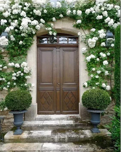 爬藤花卉種起來(lái),夏天花開(kāi)滿(mǎn)墻!