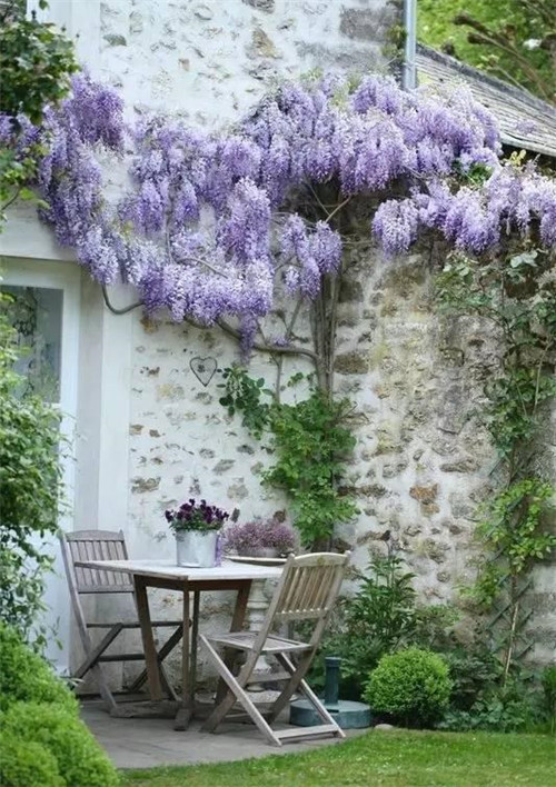 爬藤花卉種起來(lái),夏天花開(kāi)滿(mǎn)墻!