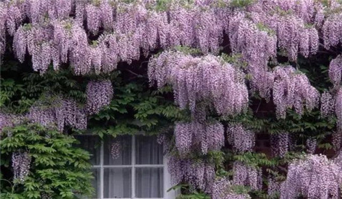 爬藤花卉種起來(lái),夏天花開(kāi)滿(mǎn)墻!