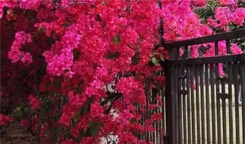 爬藤花卉種起來(lái),夏天花開(kāi)滿(mǎn)墻!