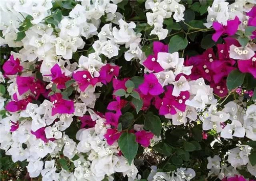 爬藤花卉種起來(lái),夏天花開(kāi)滿(mǎn)墻!