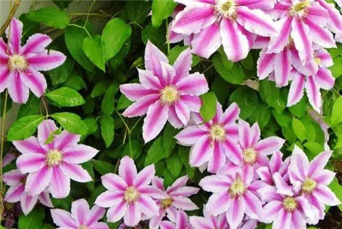 爬藤花卉種起來(lái),夏天花開(kāi)滿(mǎn)墻!