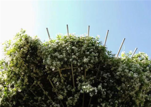 爬藤花卉種起來(lái),夏天花開(kāi)滿(mǎn)墻!