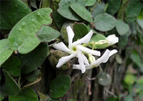 爬藤花卉種起來(lái),夏天花開(kāi)滿(mǎn)墻!