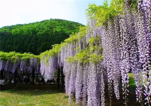 爬藤花卉種起來(lái),夏天花開(kāi)滿(mǎn)墻!