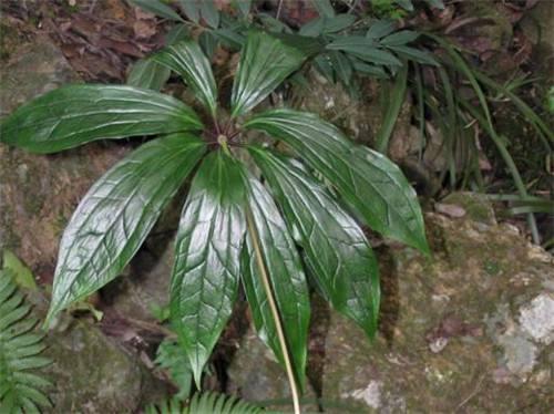 農村這種野草,它在民間的珍貴價值