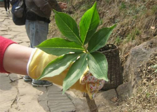 農村這種野草,它在民間的珍貴價值