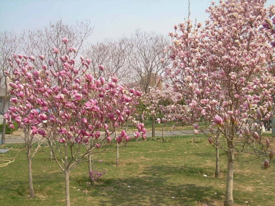 春天這種名貴花，鼻炎十個九個有效