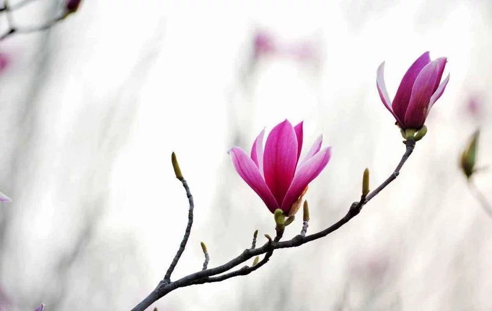 春天這種名貴花，鼻炎十個九個有效