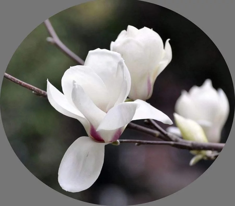 春天這種名貴花，鼻炎十個九個有效