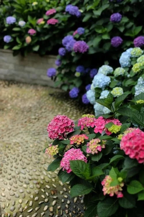 露臺和院子中少不了的9種多年生花卉