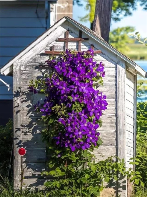 露臺和院子中少不了的9種多年生花卉