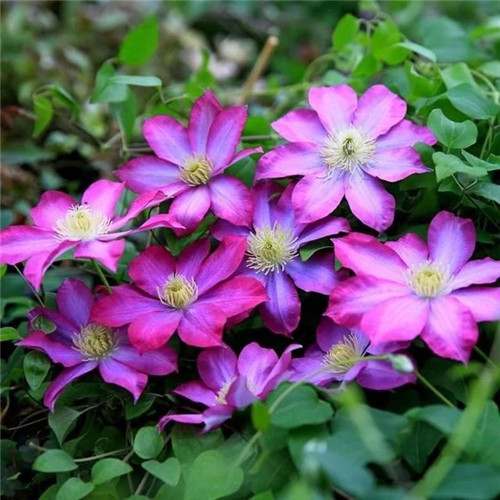 露臺和院子中少不了的9種多年生花卉