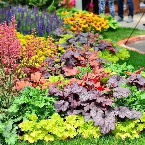 露臺和院子中少不了的9種多年生花卉