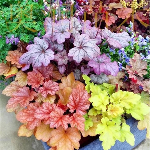 露臺和院子中少不了的9種多年生花卉