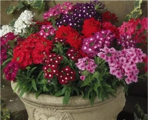 露臺和院子中少不了的9種多年生花卉