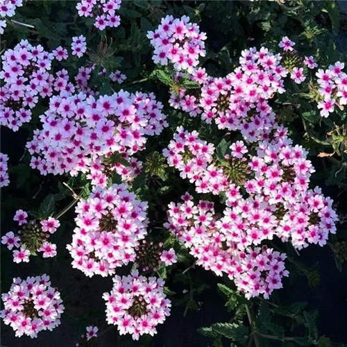 露臺和院子中少不了的9種多年生花卉