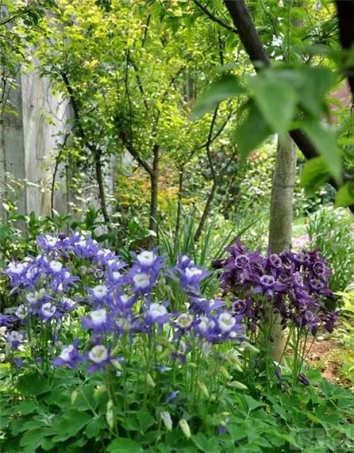 露臺和院子中少不了的9種多年生花卉