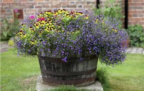 露臺和院子中少不了的9種多年生花卉